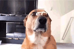 View Gif Funny Doge Pics