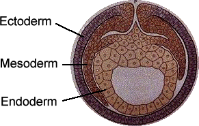 endoderm ectoderm mesoderm human germ histology platyhelminthes reproduction embryo science layers source askiitians