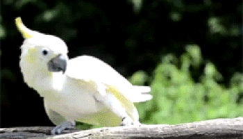 Image result for frowning cockatoo animated