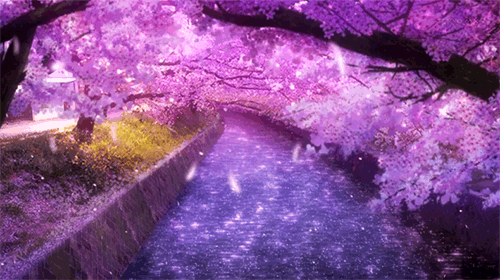 Cherry blossom gif | Anime Amino