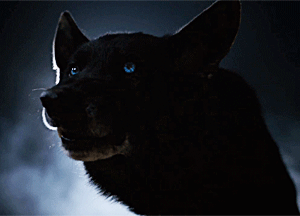 teen wolf in wolf forms