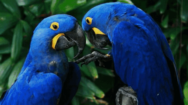 🔹|| Hyacinth Macaw | Parrot 3/6 ||🔹 | Korean Fashion Amino