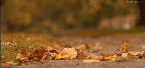 Resultado de imagen de gif de hojas de otoño