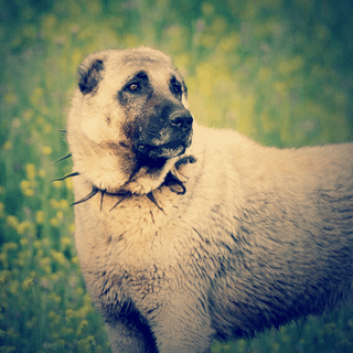 Кангал | Wiki | Собаки • Dogs Amino
