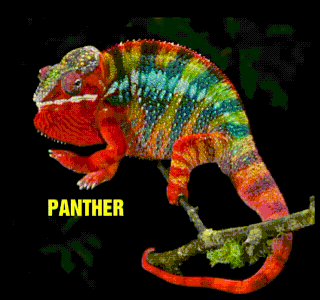 36 Top Images Are Panther Chameleons Good Pets / Panther Chameleon