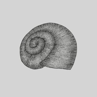 snail slug bio template