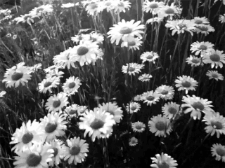 Flowers 和 | Japanese School Amino Flowers 和 | Japanese School Amino
