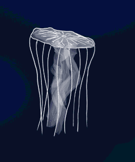 Swimming Jellyfish GIF | Art Amino
