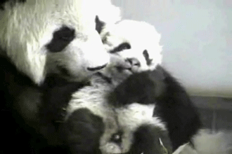 Panda Gifs Virtual Space Amino