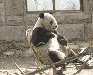 Panda Gifs Virtual Space Amino