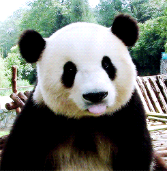 Panda Gifs Virtual Space Amino