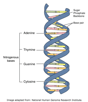 Nucleic Acids: Types, Structure, RNA, DNA with Videos and Examples