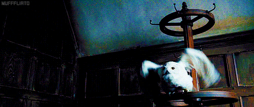 Harry went on to name her Hedwig, after noticing the name of a middle ages ...