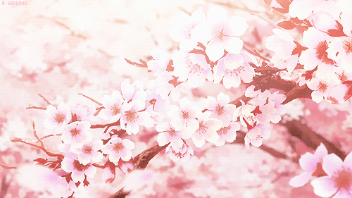 Image result for cherry blossom