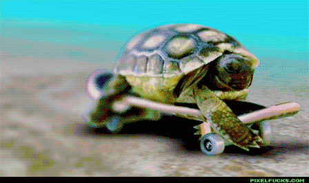 Turtle Gif Challenge | Turtle/Tortoise Amino Turtle Gif Challenge | Turtle/Tortoise Amino