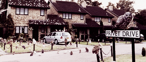 Owls have flocked the suburban house of number 4 Privet Drive.