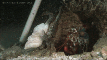 images Smasher Mantis Shrimp Gif peacock mantis shrimp science amino