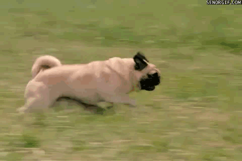 Resultado de imagem para gif cachorro correndo
