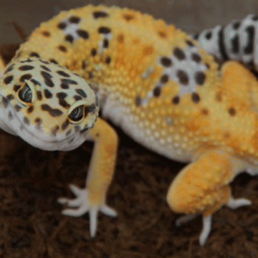Best beginner pet lizards | Animal Amino🐾 Amino