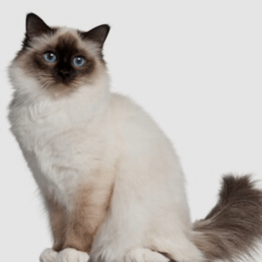 Birman, Ragdoll, and Siamese differences! Wiki Cats Amino