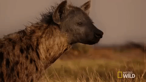 chop the hyena | Furry Amino