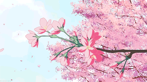Cherry Blossom Tree Anime Amino