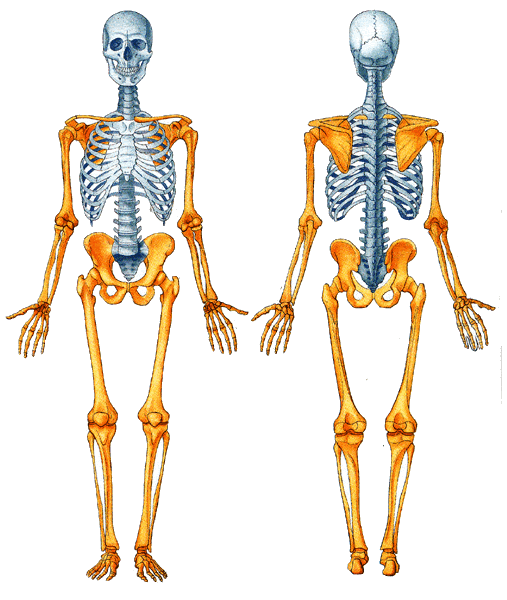 Ossos Do Corpo Humano Sistema Esquel Tico Grey S Anatomy Amino