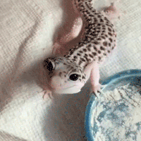 Leopard Gecko Care Quiz | Reptiles Amino