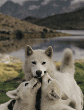 Facts about the arctic wolves ( small help from google) | ~Wolf Pack ...