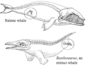 Examples of Vestigial Structures | Skulls, Bones, and Oddities Amino