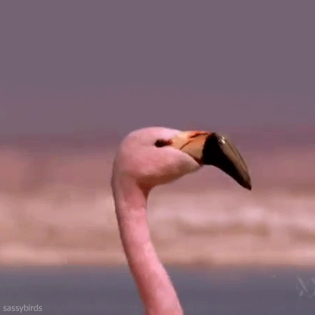 Flamingo Meme Furry Portugues Amino