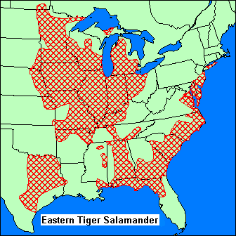 Tiger Salamander Care Sheet | Wiki | Reptiles Amino
