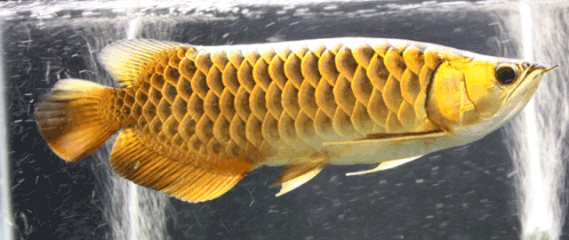 arowana super gold