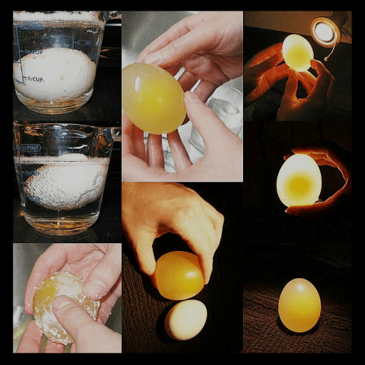 Эссенция яйцо. Яйцо в уксусе. Куриное яйцо в уксусе. Антистресс, яйцо в уксусе.. Растворение скорлупы яйца в уксусе.