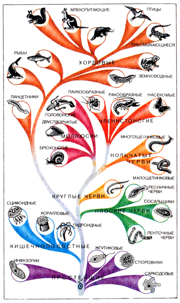 Эволюция животных схема с простейших до млекопитающих