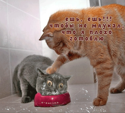 1400 1400, гифки смешные приколы с надписями