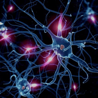 Anatomía Microscópica: Neuronas y Neuroglia | Parte 1/5 | POLÍTICA DE  IZQUIERDA ✍️ Amino