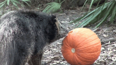 c5266eebe5f5cbb6a18a51fc4cc671a3d320e655r1-480-270_hq.gif