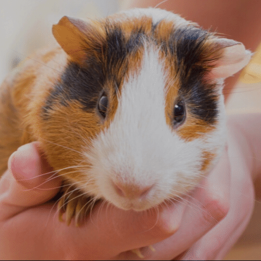 Holding Guinea Pigs CorrectlyStorytime Pets Amino