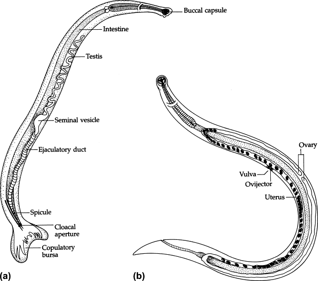 Uncinarias Wiki Medicina amino📚🔬 Amino