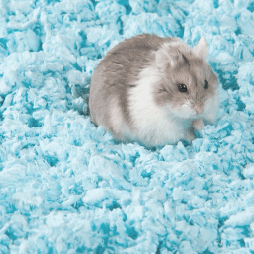 Hamster Beddings Animal Amino🐾 Amino