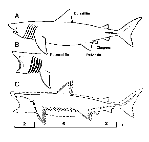 Stronsay Beast and Zuiyo-Maru Carcass. Not Plesiosaurs but Basking ...