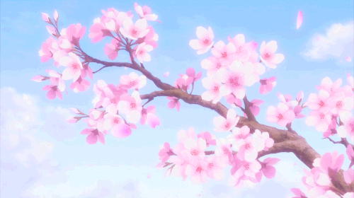 Significado de la flor de cerezo o sakura en Japón | •Anime• Amino