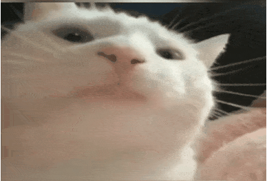 1d661fe005f8bb50381115a887495cdac6d59aafr1-388-263_hq.gif